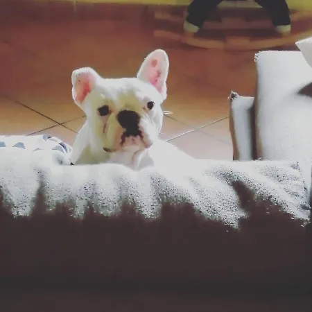 فندق مبيت وإفطار مكان مبيت وإفطار أنيتا 3*